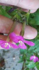 Silene pseudoatocion