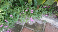 Silene pseudoatocion