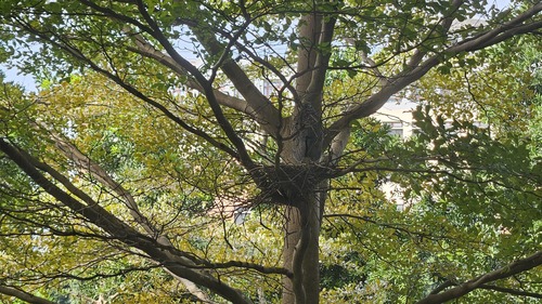 Malayan Night Heron (Gorsachius melanolophus), photo 5