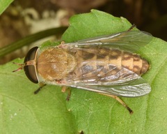 Tabanus fulvulus