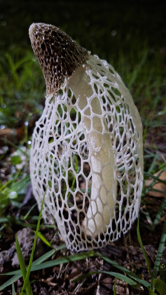 Phallus indusiatus · January 2026 · photo: © deniszabin (iNaturalist, cc-by)