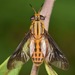 Striped Deer Fly - Photo (c) skitterbug, some rights reserved (CC BY), uploaded by skitterbug