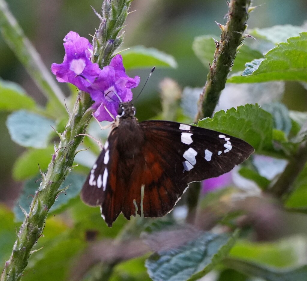 Schaus's Scarlet-eye