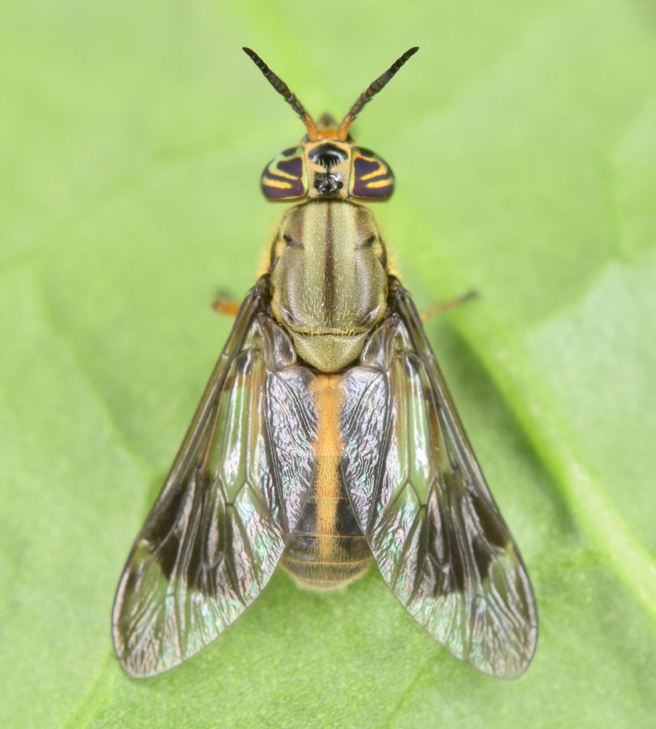 One-striped Deer Fly