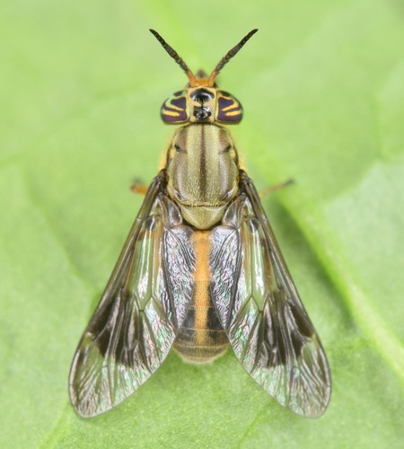 One-striped Deer Fly