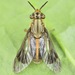 Chrysops univittatus - Photo (c) skitterbug, algunos derechos reservados (CC BY), uploaded by skitterbug