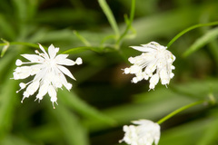 Astrantia minor