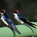 African Wire-tailed Swallow - Photo (c) Gawie Malan, some rights reserved (CC BY-NC), uploaded by Gawie Malan