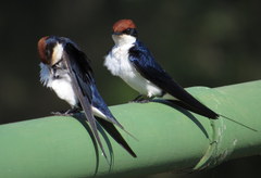 Hirundo smithii smithii