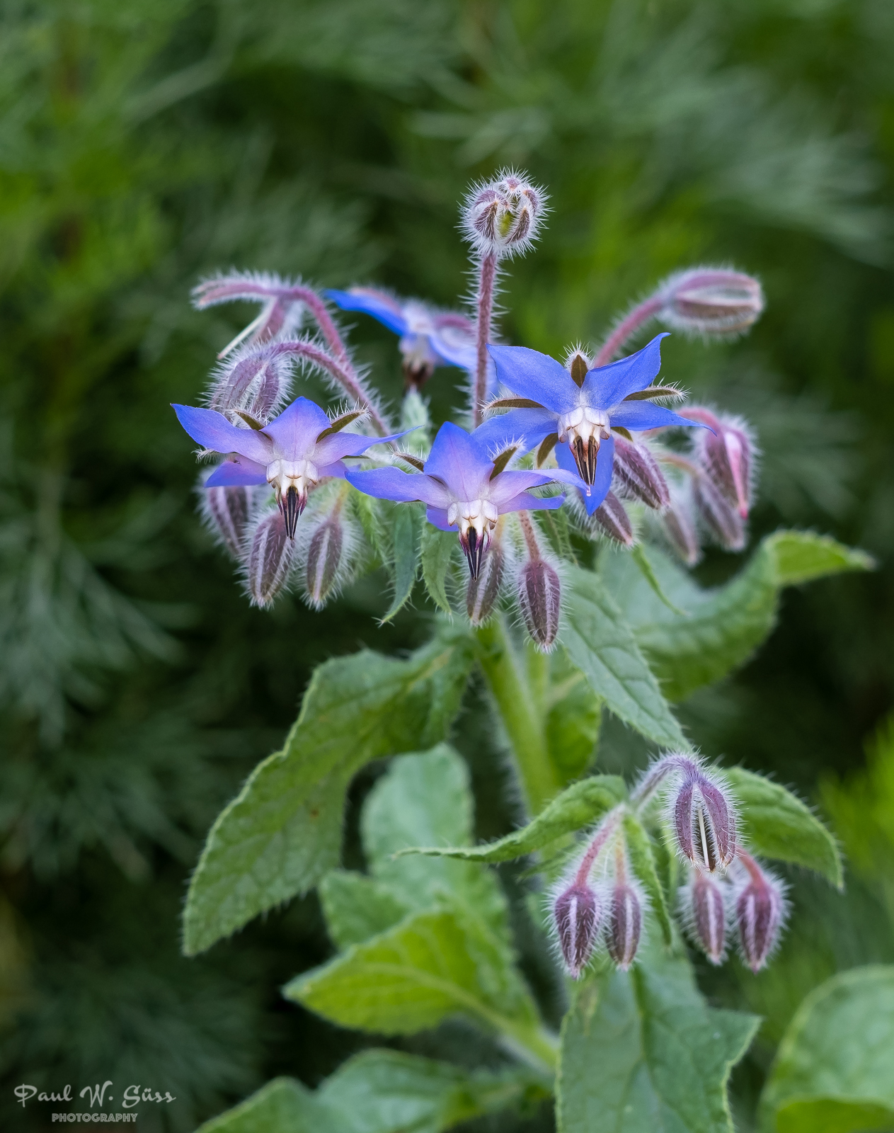 Borago officinalis