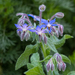 Borage - Photo (c) Paul Werner Süss, some rights reserved (CC BY-NC), uploaded by Paul Werner Süss