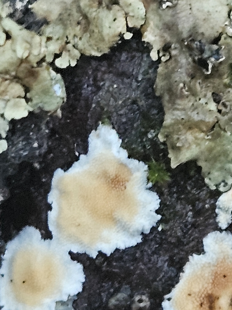 Steccherinum ochraceum · January 2026 · photo: © willingarden (iNaturalist, cc-by)