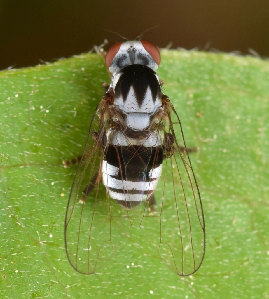 Polyporivora polypori