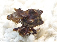 Microcentrus perditus