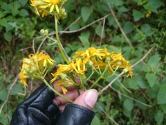 Packera coahuilensis