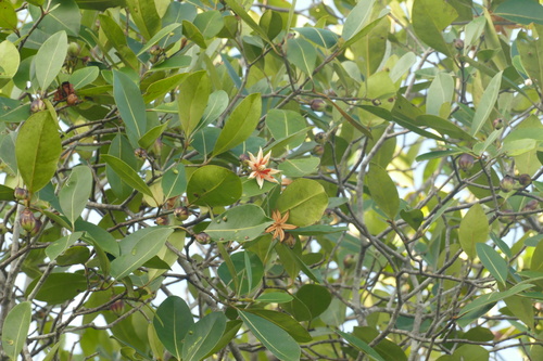 Clusia nemorosa, photograph 6