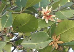 Clusia nemorosa, photograph author not stated, no rights reserved