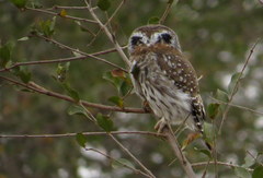 Glaucidium perlatum