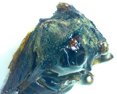 Microcentrus perditus