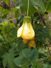 Abutilon × hybridum