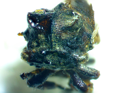 Microcentrus perditus