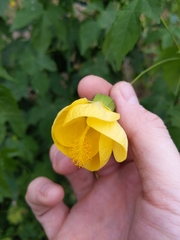Abutilon × hybridum