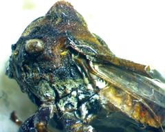 Microcentrus perditus