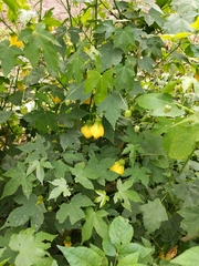 Abutilon × hybridum
