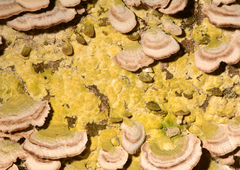 Trichoderma sulphureum