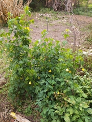 Abutilon × hybridum