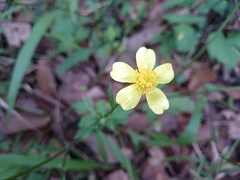 Ranunculus sierrae-orientalis