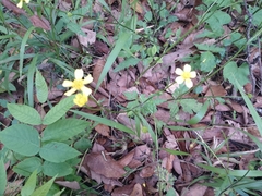 Ranunculus sierrae-orientalis