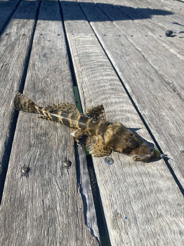 Flathead (Cymbacephalus nematophthalmus) — Platycephalidae