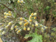 Baccharis sordescens