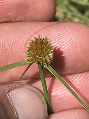 Cyperus erectus