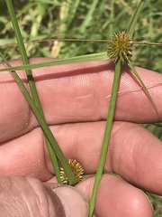 Cyperus erectus