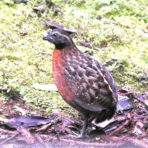 Rufous-breasted Wood Quail (Odontophorus speciosus), photo 5