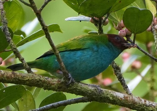 Bay-headed Tanager (Tangara gyrola), photo 1