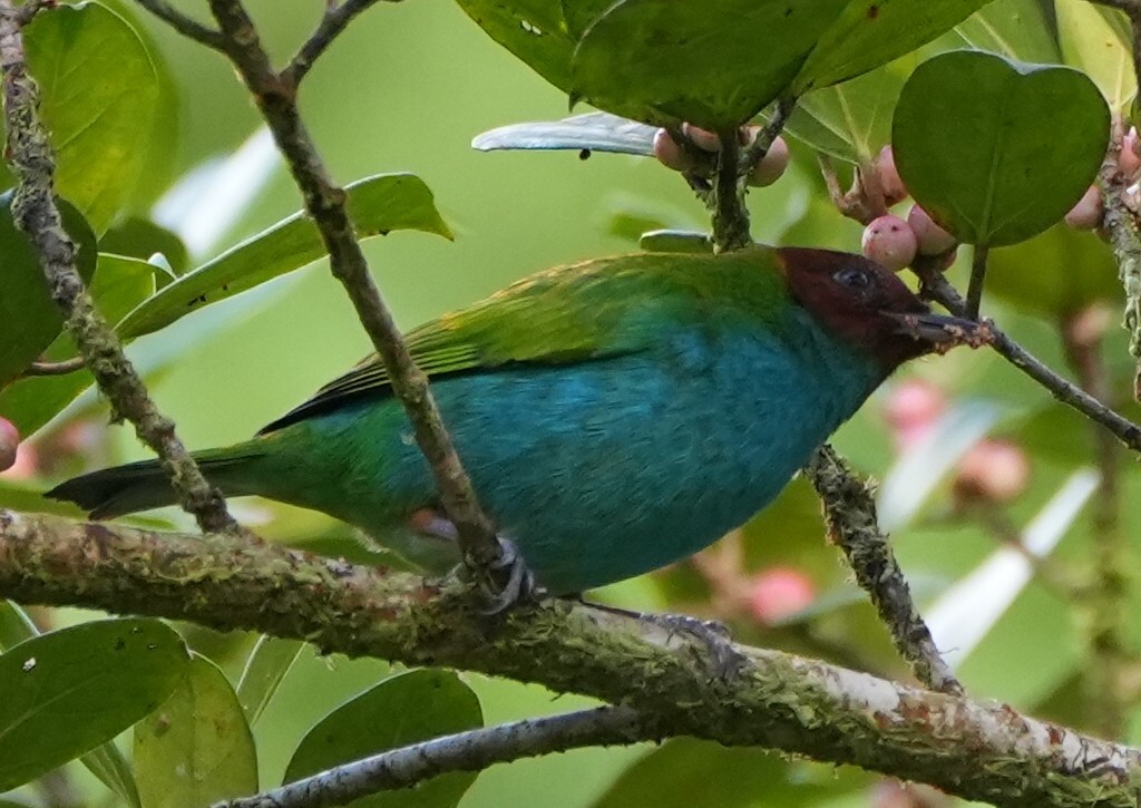 Bay-headed Tanager (Tangara gyrola), photo 1
