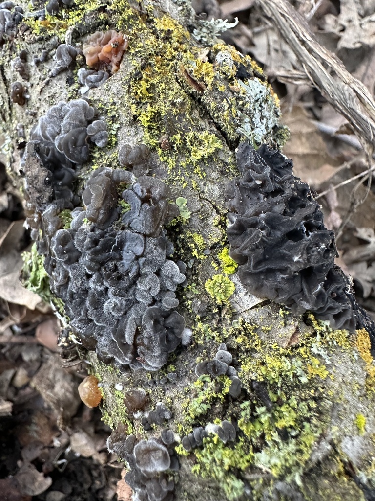 Exidia glandulosa · January 2026 · photo: © irinamitine (iNaturalist, cc-by)