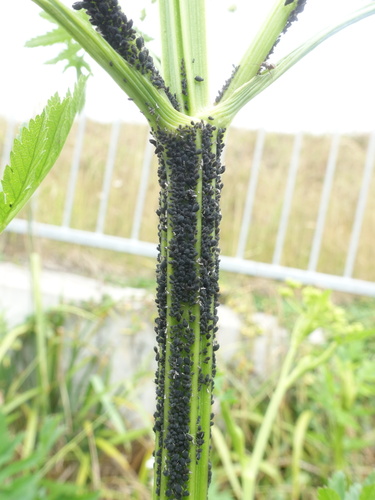 Black bean aphid