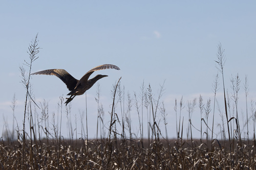 American Bittern (Botaurus lentiginosus), photo 5