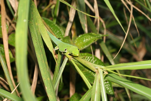 Peacock Day Gecko, Phelsuma quadriocellata