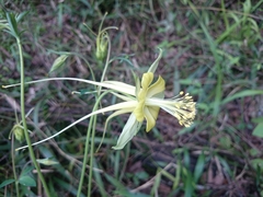 Aquilegia longissima