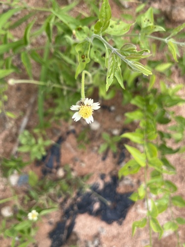 Tridax Daisy