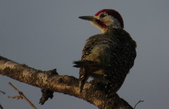 Campethera bennettii