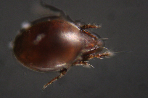 Adoristes ovatus