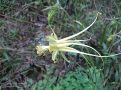 Aquilegia longissima
