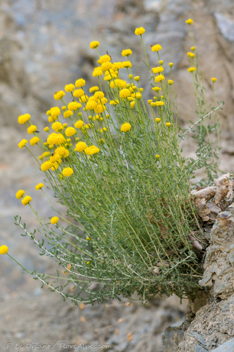 Pyrenean lavender-cotton (Santolina benthamiana)