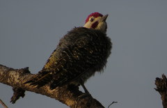 Campethera bennettii